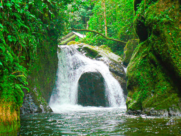 Mindo, bosque nublado